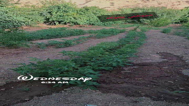 سروشتی جوانی گوند