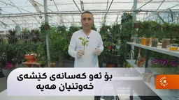 ئەم گوڵە چارەسەری خەوی خراپە