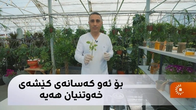 ئەم گوڵە چارەسەری خەوی خراپە