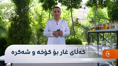 گەڵای غار بۆ کۆخە و شەکرە