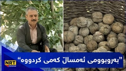 وەرزی گوێز تەکاندنە و بە جۆش و خرۆشەوە سەرقاڵی کارەکەیەتی