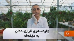 کیشەی ئازاری ددان بە مێخەک