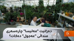دەزانیت ＂مەلیسا＂ چارەسەری منداڵی ＂عەجول＂ دەکات؟ لەم ڤیدیۆیەدا پێتان دەڵێین