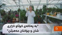 پەتاتەی کوڵاو سوودی زۆرە