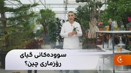 سوودەکانی گیای رۆزماری چین؟