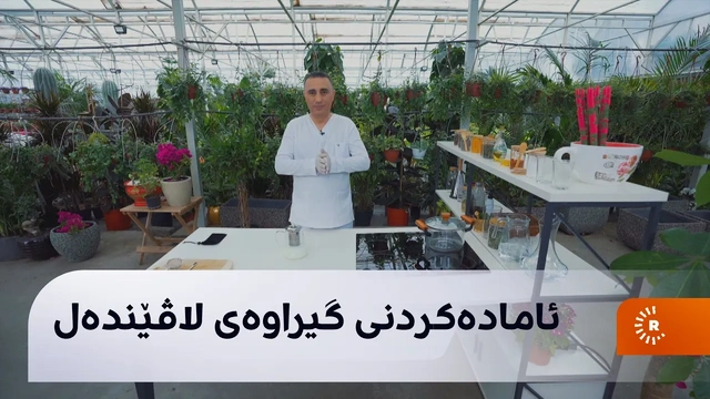 لاڤێندەل، بۆ کەمکردنەوەی ئازاری شەقیقە
