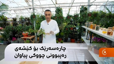 ئەم رووەکە لە سەرەوە تا بنی سوودی هەیە