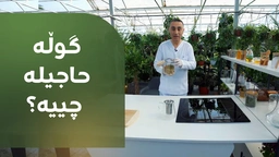 گوڵە حاجیلە چییە؟