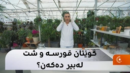گوێتان قورسە و شت لەبیر دەکەن؟ ＂گینکۆ＂ چارەسەرە بۆ ئێوە کەواتە