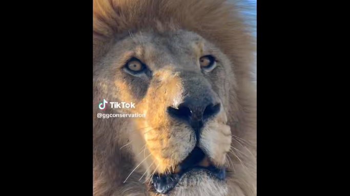 شێر