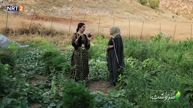 گوندی چنارنە - قەزای دوکان