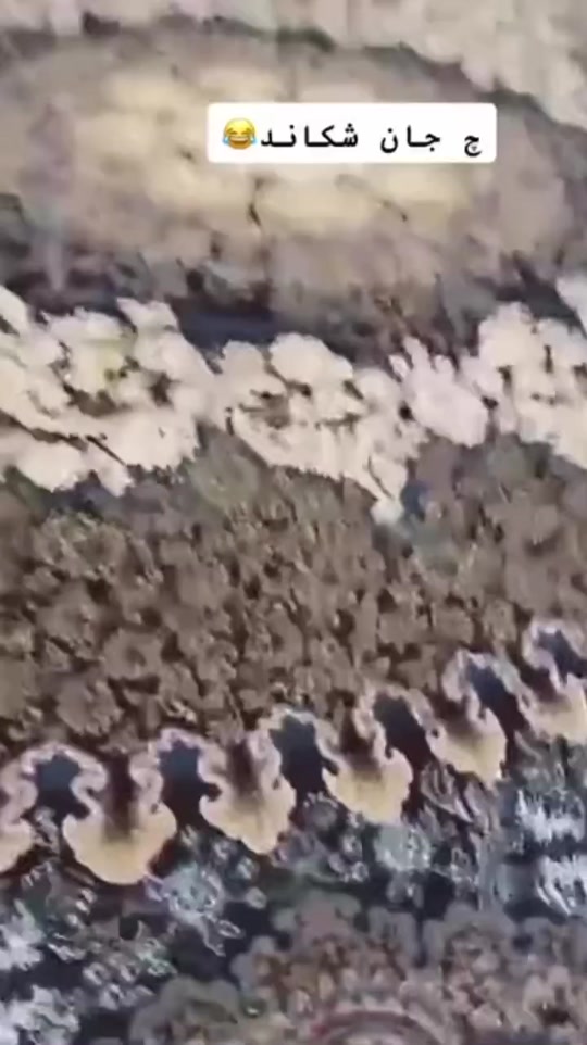 #fyp 7295840242249059589