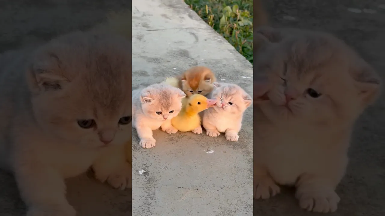 🐥😍 #animaux #animals #naturevideo #animalfacts #wildlife #animauxsauvages #birds #cat #shorts #fyp