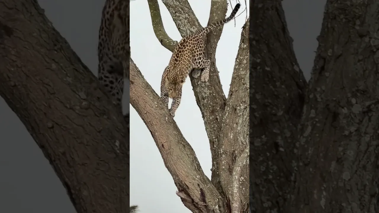 Leopard 🐆 #animaux #nature #viral #animals #wildlife #animalfacts #viral #fyp #leopard #shorts 🤎