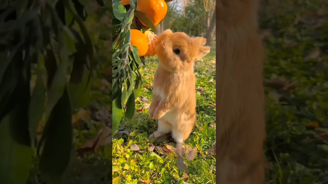 Cute Bunny Enjoying a Sweet Orange Treat 🍊🐰 #viral #bunny #rabbit #fyp #animals #reels #shorts 🧡
