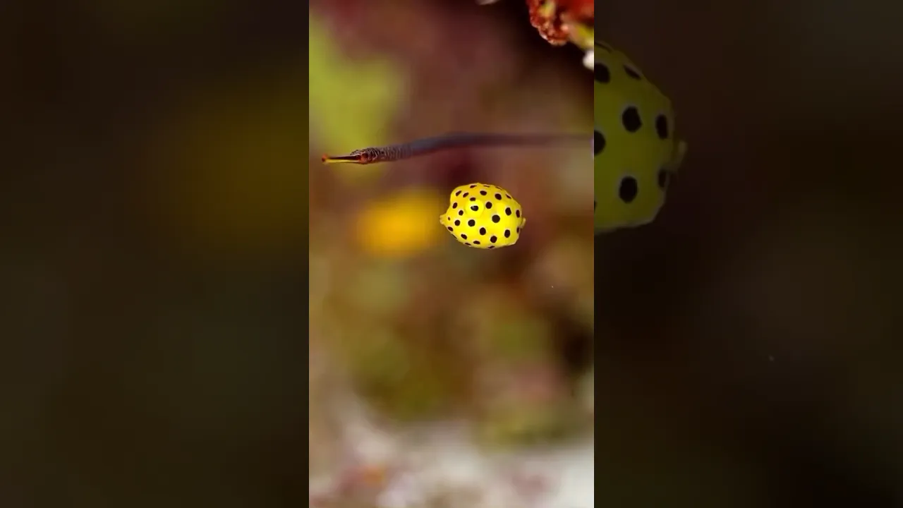 💛💛💛 #boxfish #yellowboxfish #sealife #sea #underwater #marinelife #shorts #short #seacreatures
