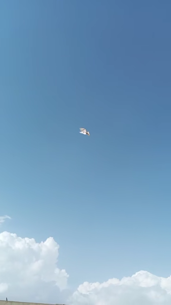 TikTok video #7504372699356056839