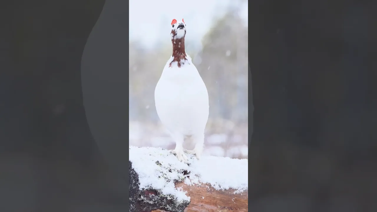 Freedom of speech🎙️#birds #animaux #nature #wildlife #animalfacts #shorts #viral #youtubeshorts 🤍