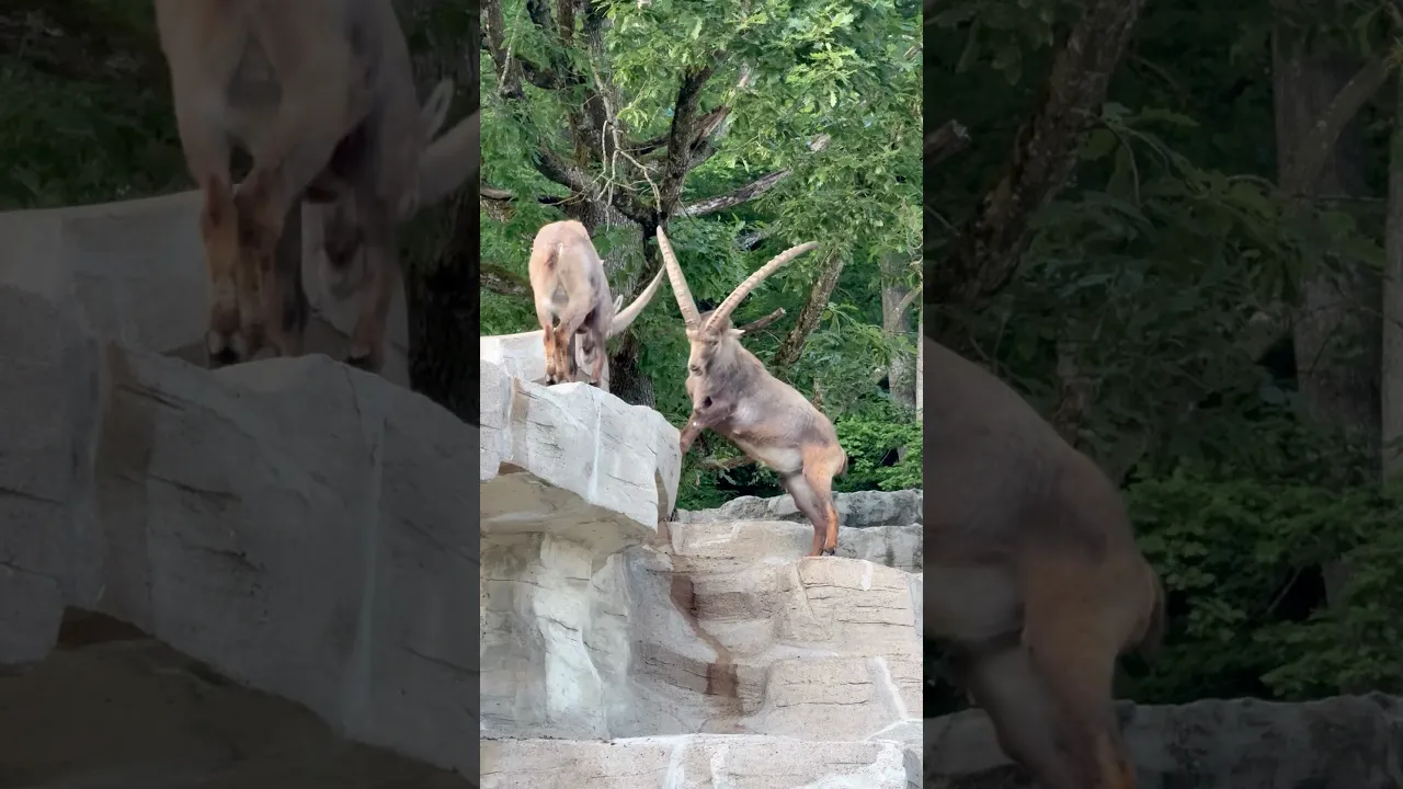 🔥 Epic Mountain Clash： Two Ibexes Battle on the Edge of a Cliff! 🏔️⚡ #viral #fyp #animals #shorts