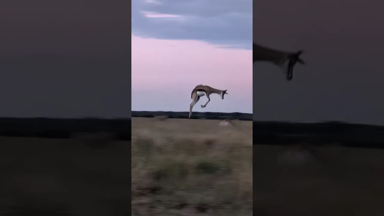 Fliegende Antilopen #viral #wildlife #animals #reels #antilope #fyp #safari #foryou #trending 🤎🤍