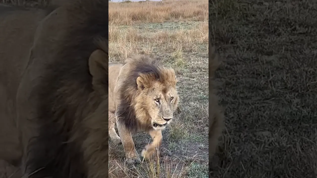 Roaring loud enough to remind everyone whose territory this is. #lion #safari #viral #animals #fyp