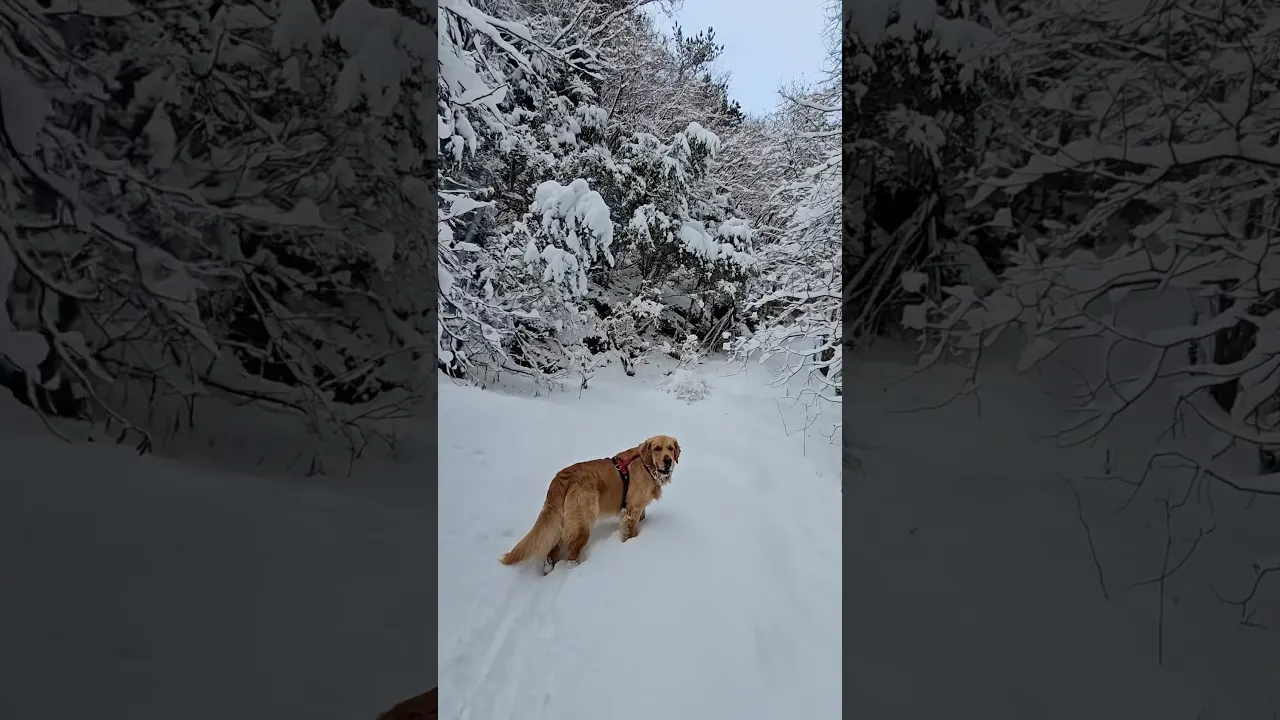 Golden Retriever’s Magical Snow Adventure ❄️🐕 #viral #dog #snow #fyp #fypシ #nature #goldenretriever