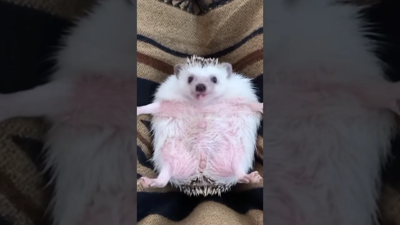Cri hérisson 🦔💕 #hedgehog #hérisson #shorts #short #bruit #herisson #bruitage #animaux