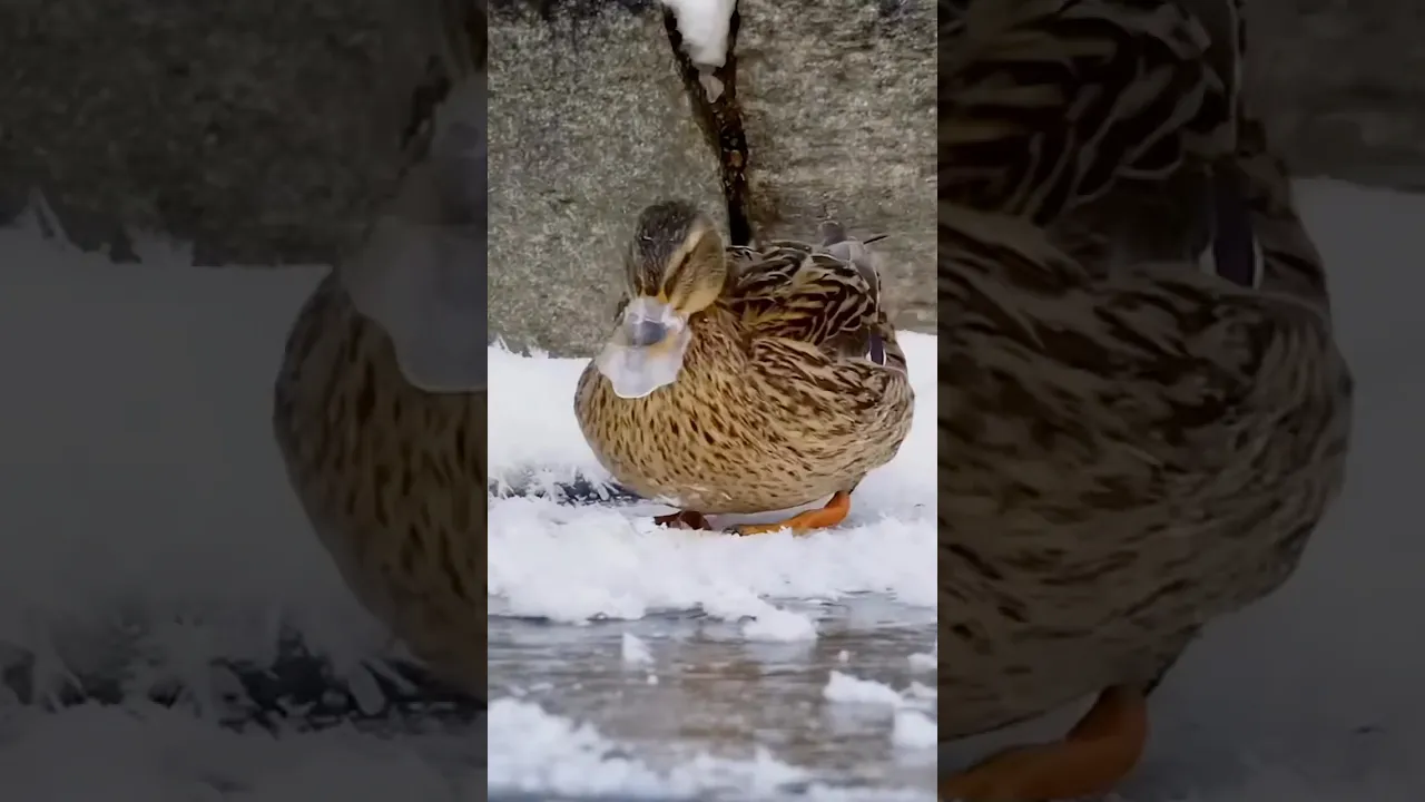 🦆🤎❄️ #animalfacts #animaux #wildlife #animalworld #nature #animauxsauvages #documentaireanimalier