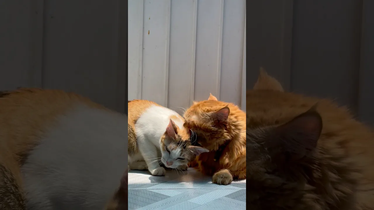 Two Cats Sharing the Sweetest Grooming Moment 🐱❤️ #viral #wildlife #cat #fyp #fypシ #fypシ゚viral 🧡🤍