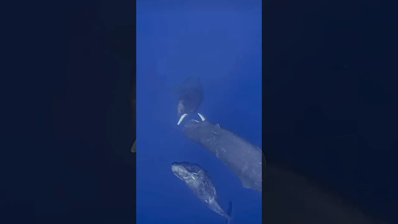 Cachalot 🐋 Sperm whales roughhousing ｜ Sound on to hear the chatter of the loudest animal on Earth.