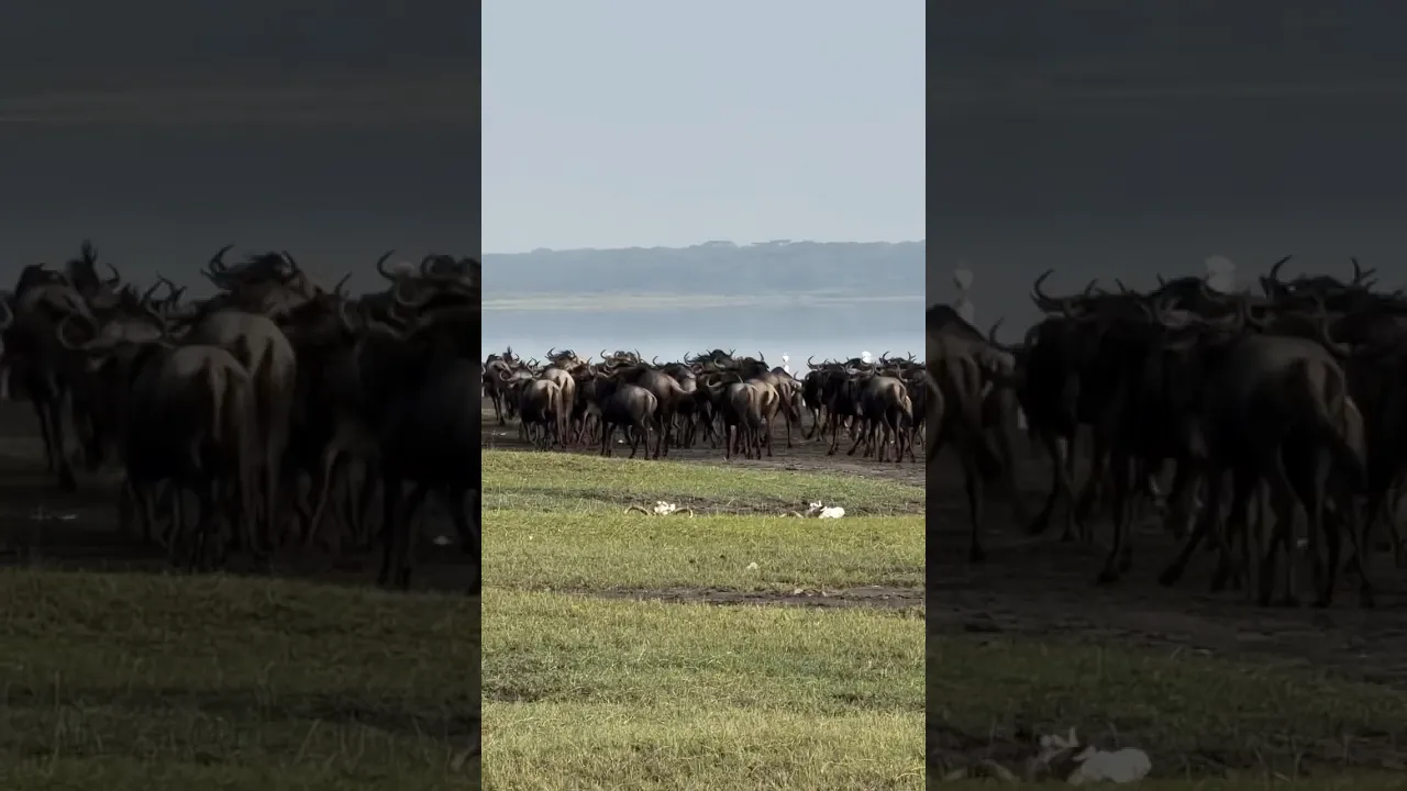Wildebeests 🩶 #animaux #viral #nature #animals #wildlife #wildbeest #shorts #fyp