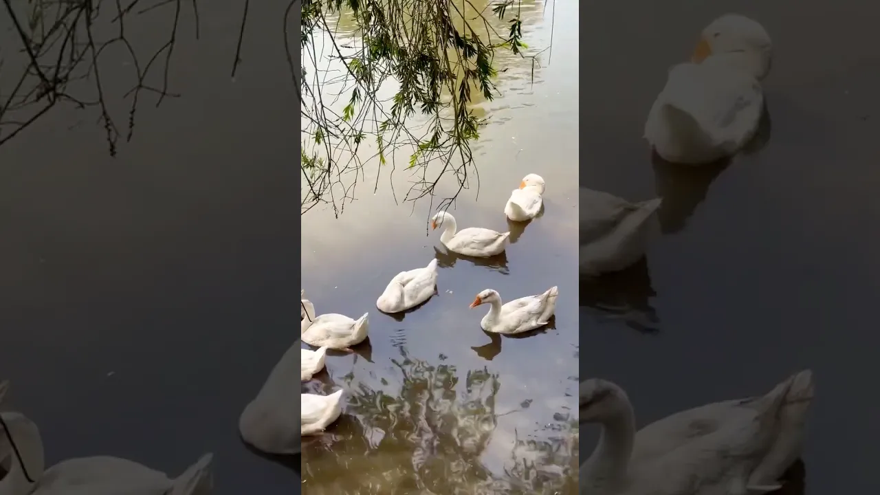 Swan 🦢💖 #cygne #swan #birds #drole #shorts #short #nature #forest #travel #mountains #love