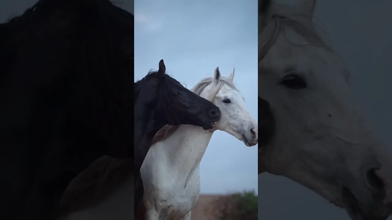 Love 🤍🖤 #horse #horseriding #animaux #animalfacts #animauxsauvages #wildlife #nature #viral 🤍🖤
