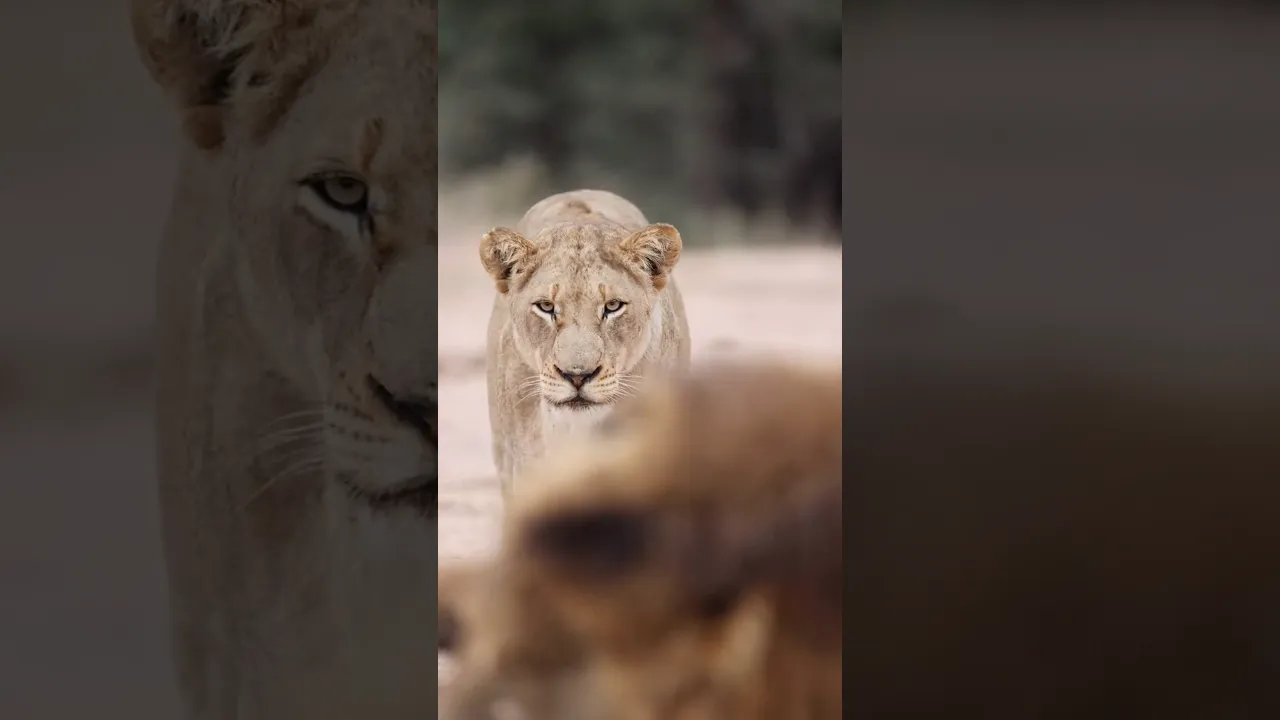 🦁The Queen of the Savannah Arrives 👑🔥 #viral #lion #lioness #fyp #animals #savannah #africa 🤎