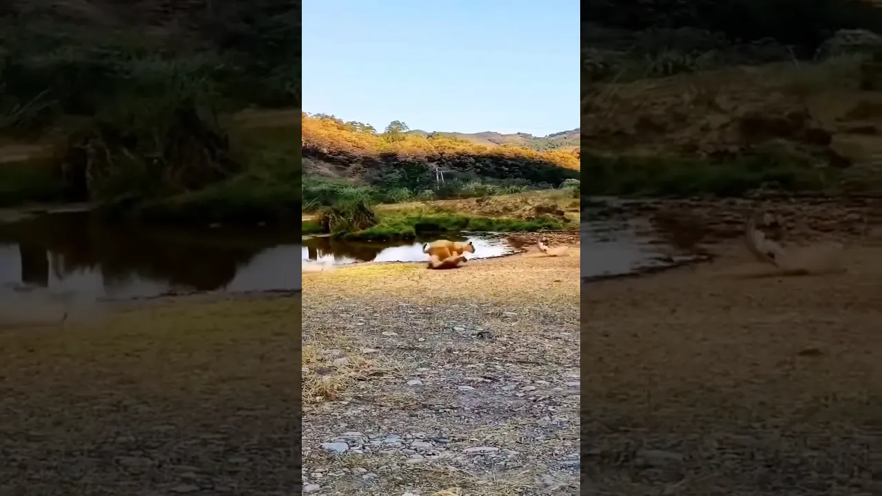 A heartbeat away from danger… 🦌💨 #viral #wildlife #animals #safari #animaux #nature #fyp 🧡🤎