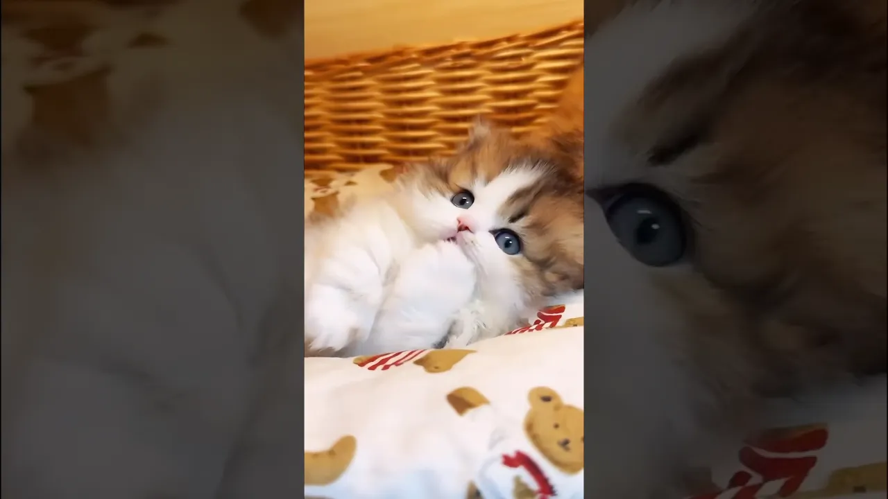 Tiny tongue, tiny paw this baby cat is on a mission to stay cute and clean 🐱👅🥰 #cat #shorts