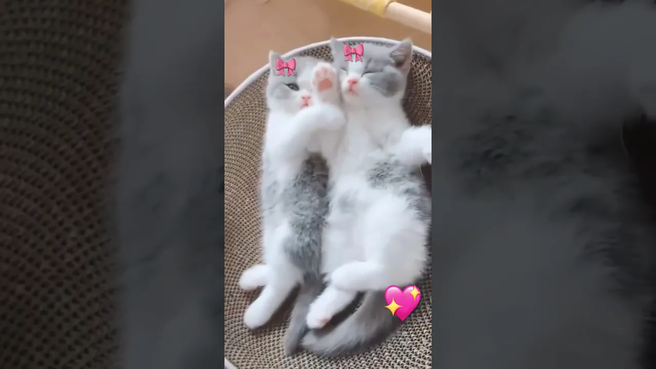 cute kittens 🥰😘 #funny #youtubeshorts #cute #animaux