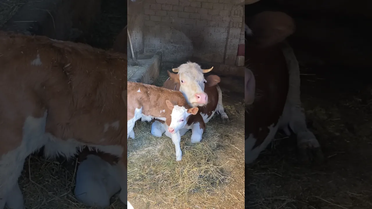 A Mother’s Love Has No Limits 🐄❤️🥹 #viral #animals #nature #farm #cow #babycow #fyp #shorts 🐄