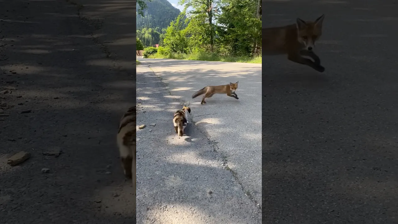 Unexpected Encounter： Cat Meets Fox on a Quiet Road 🦊🐱 #viral #wildlife #animals #nature #cat #fox