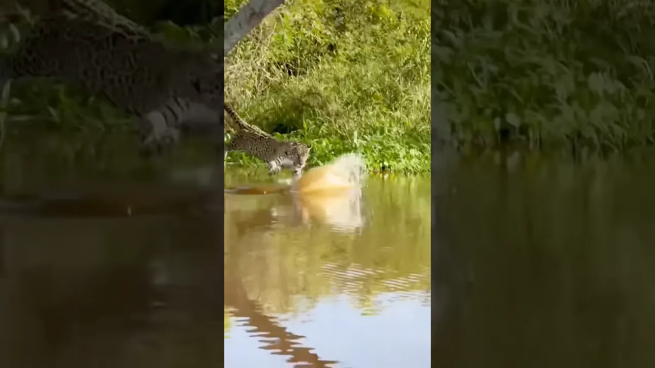 🐆 Jaguar vs Caiman： One Perfect Ambush Changes Everything! 🐊⚡ #viral #animals #jaguar #fyp #shorts