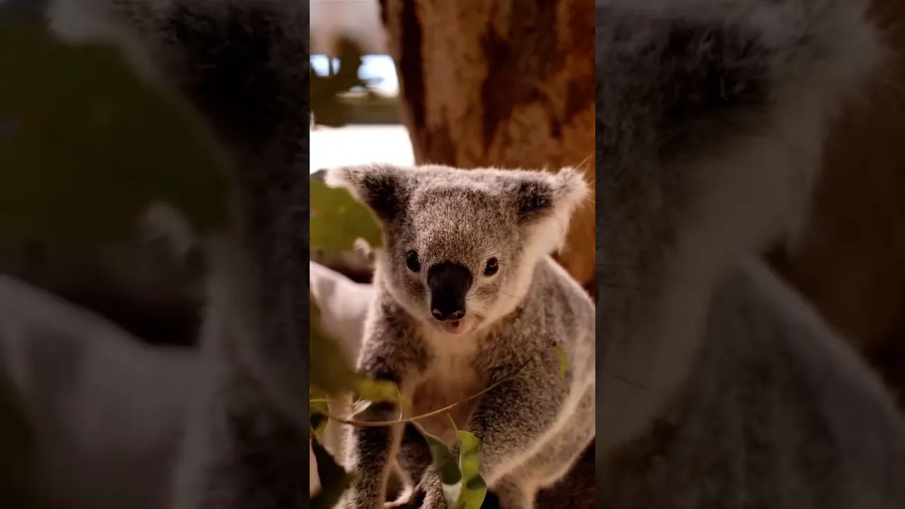 Koala 🐨💖 #shorts #court #short #koala #jungle #animals #soundeffects #sound