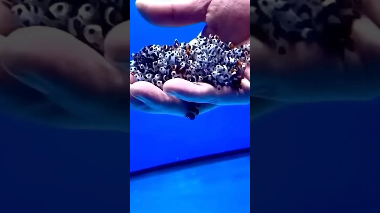 Baby clownfishes 😍 #fish #clownfish #marinelife #marinefish #shorts
