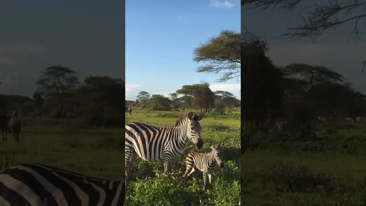 Zebra foal’s first steps 🖤🤍 #zebra #shorts #animals #animaux #wildlifecinematography #nature