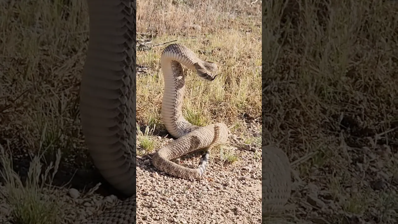 🐍🔉 #animaux #animallife #animauxsauvages #nature #cobra #snake #viral #shorts #fyp
