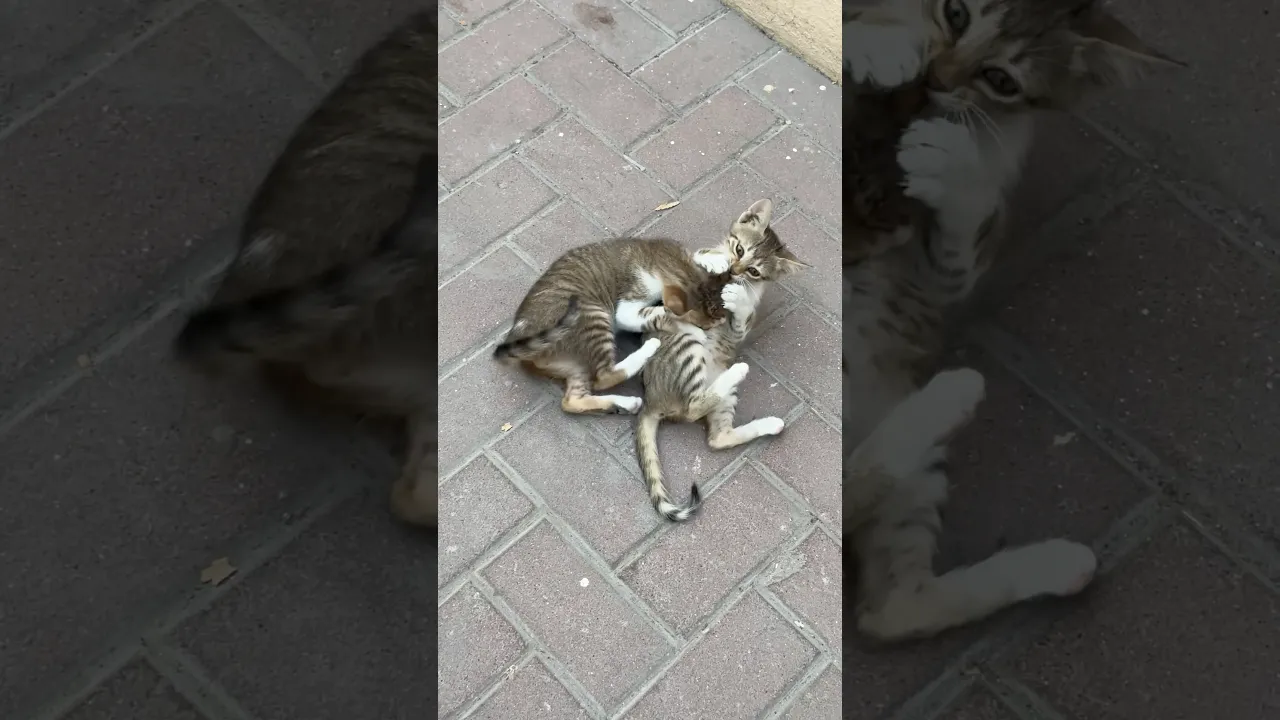 Tiny Kittens Play Fighting in the Sunshine! ☀️🐱😻 #viral #cat #kitten #fyp #shorts #reels #foryou