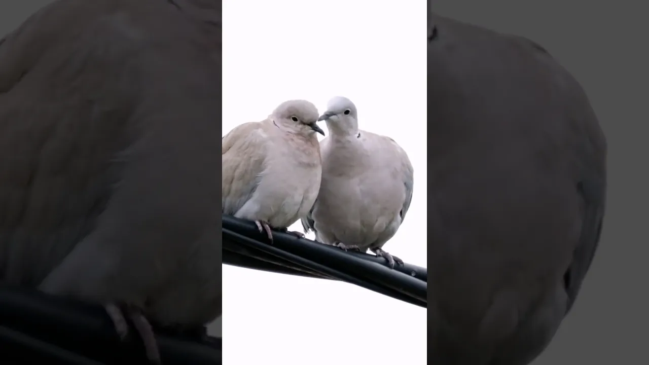A couple of Eurasion Collared Doves showing off their love and affection 🥰 #shorts #birds #animals