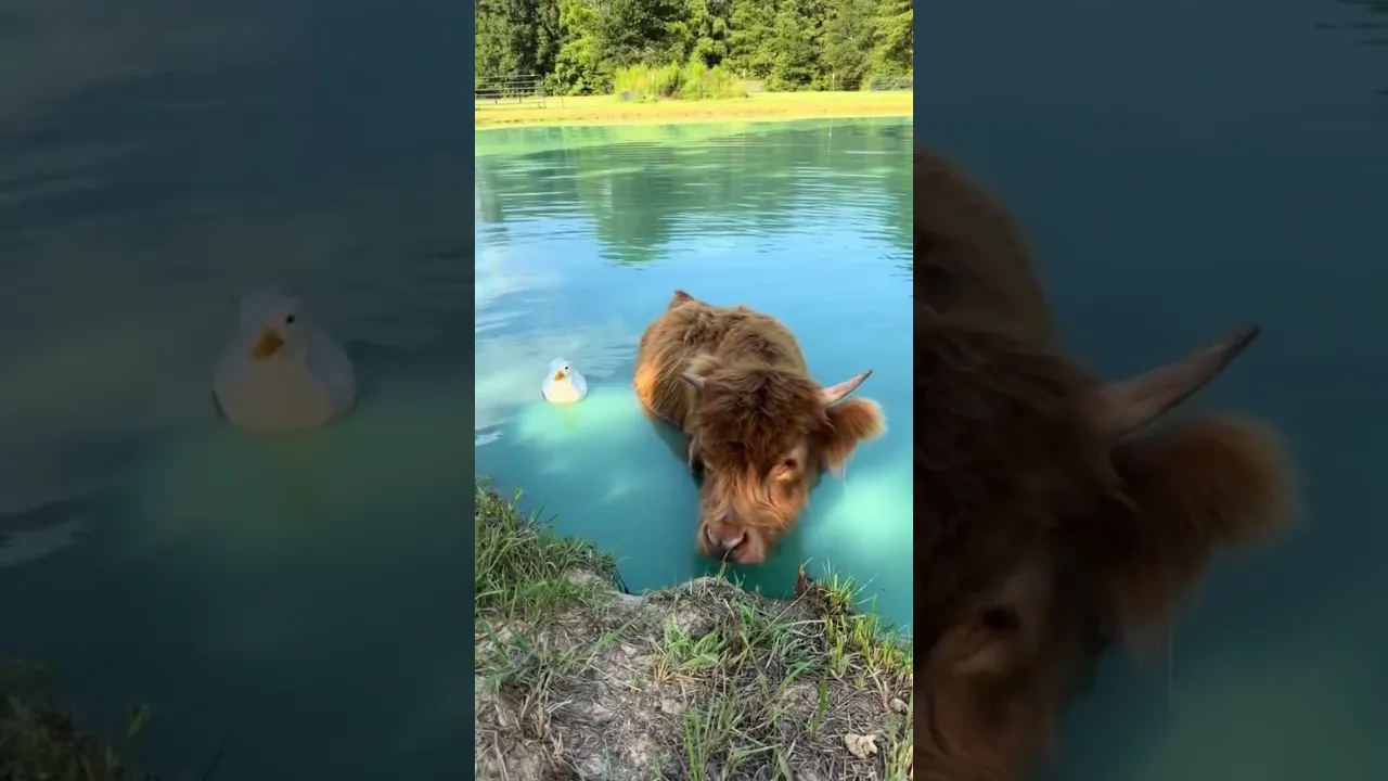 #cow #babycow #shorts #viral #explore #fyp #animals #animal #animaux # #nature 🤎🐂