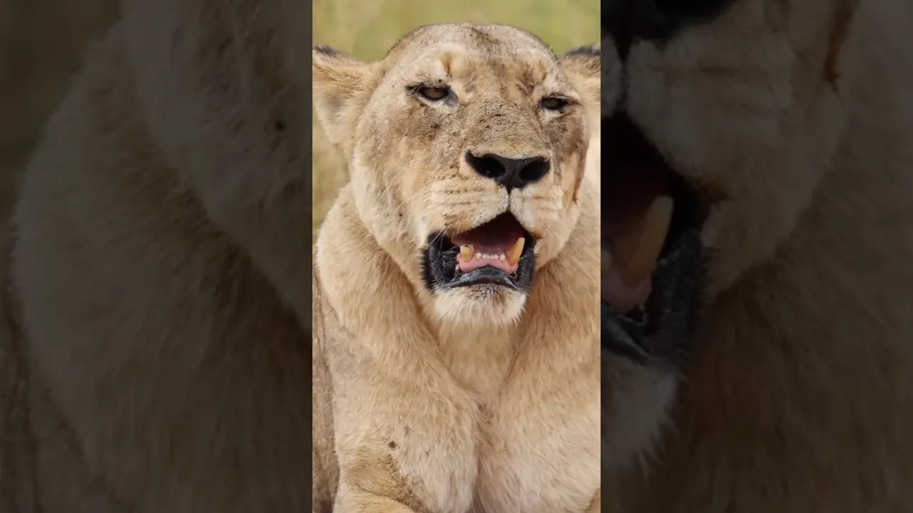 🦁🥰 #viral #lion #animals #wildlife #nature #wildanimals #animaux #animalworld #africa #fyp 🧡🦁