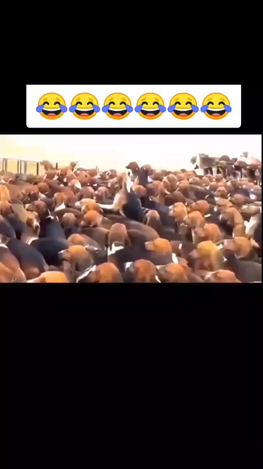 #fyp 7497329356264475911
