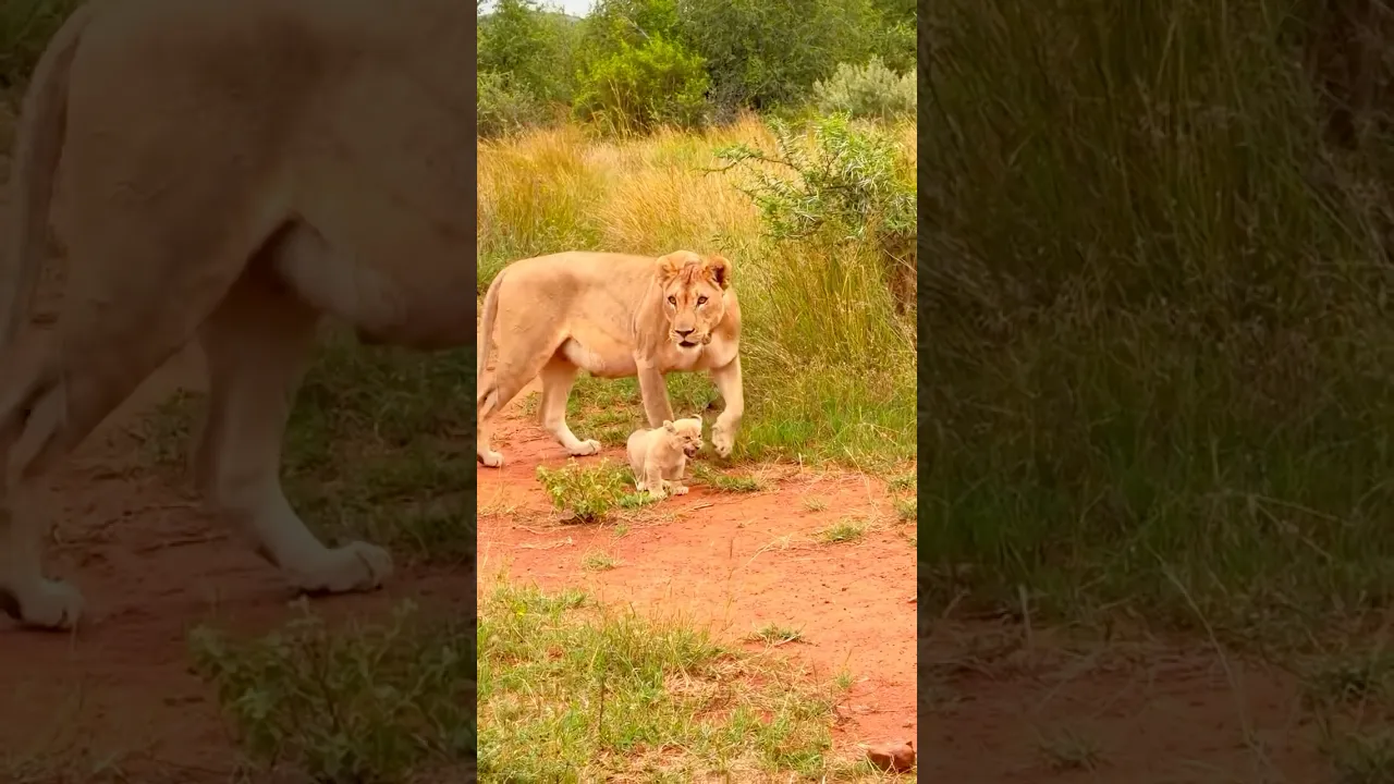 Sweet moments in the African savannah. 🦁 #animaux #animauxsauvages #wildlife #shorts #viral #nature